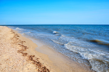 a wild beach and a pigeon sea water on a lovely sunny day