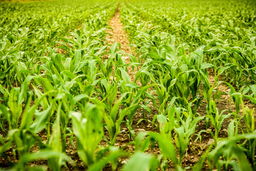 Rows of young corn growing on a field