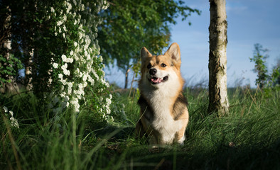 Happy and active purebred Welsh Corgi dog outdoors in the flowers on a sunny summer day.