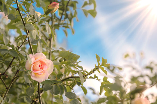 Rose im Garten, Landschaft mit Sonnenstrahlen