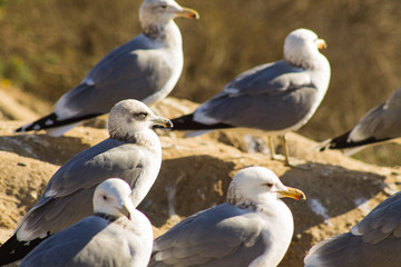 Obraz premium Seagull in the sun