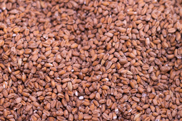Wheat malt