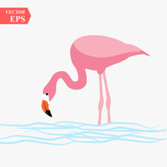 one adult pink flamingo walking on water. Isolated on white background