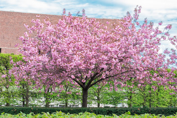 Pink Cherry Tree in Bloom in Park in Spring. Cherry blossom, sakura flowers, pink flowers. Blue sky