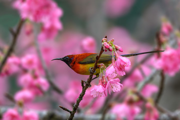 Mrs. Gould\'s Sunbird or Aethopyga gouldiae, beautiful red bird perching on branch with blur background and pink flower in nature, Wild Himalayan Cherry.