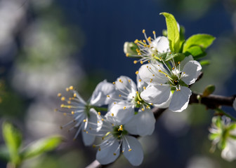 Flower of cherry wood.