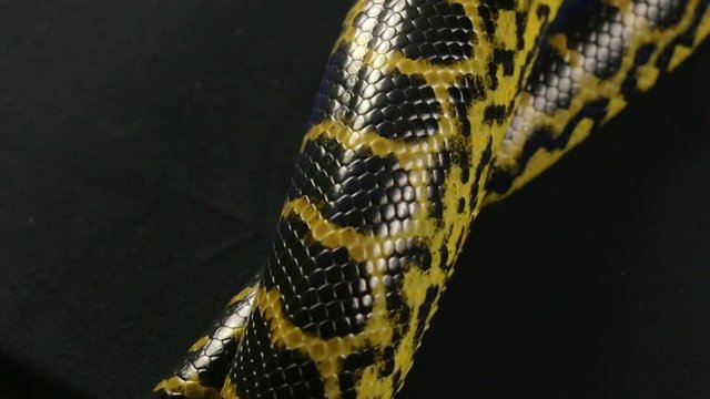 Crawling python on black background