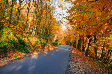 Obraz premium Bright and scenic landscape of new road across auttumn trees with fallen orange and yellow leaf