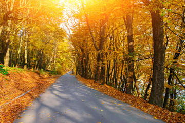 Obraz premium Bright and scenic landscape of new road across auttumn trees with fallen orange and yellow leaf