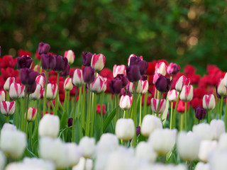 Photo of tulips in the sun