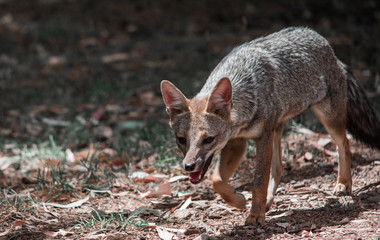A fox looking for water on a hot day