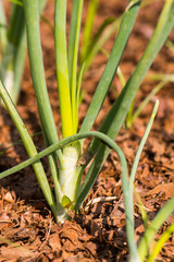 Fototapeta premium Close up of onion plant in garden