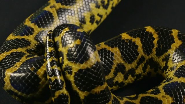 Crawling anaconda in studio