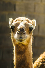 Fototapeta premium Closeup of Camel in the desert of iran