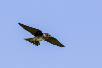 Purple martin (Progne subis) flying in blue sky, Iowa, USA