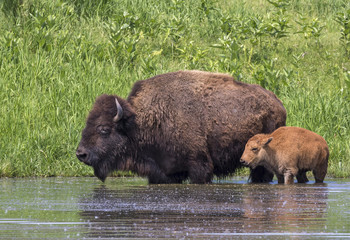 Cow and calf American bison (Bison bison) bathing in a lake during hot summer day, Iowa, USA. © Ivan Kuzmin
