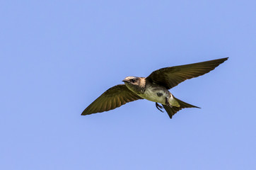 Purple martin (Progne subis) flying in blue sky, Iowa, USA