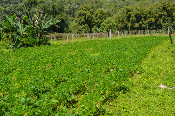 Fototapeta na wymiar plantation organic bean in farm