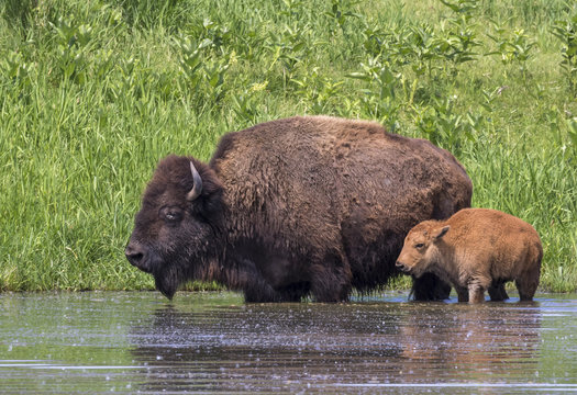 Cow and calf American bison (Bison bison) bathing in a lake during hot summer day, Iowa, USA.