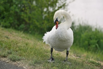 White mute swan male with orange beak standing on dry green grass and adjusting feathers, bird ring...