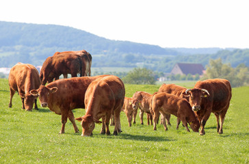 Fototapeta na wymiar livestock with Limousin cattle on a pasture