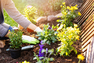 woman planting flowers in backyard garden flowerbed - obrazy, fototapety, plakaty
