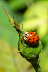 wonderful and colorful world of insects