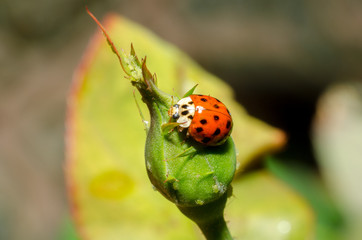 wonderful and colorful world of insects