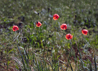 Fototapeta premium Blossoming red poppies in backlight on a sunny day.