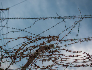 Interlacing of rusty barbed wire.