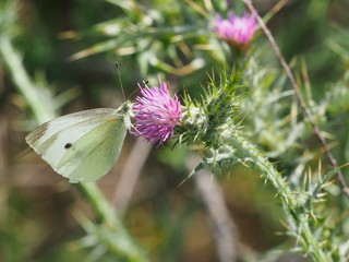 PAPILLON SUR CHARDON