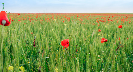 Flowering poppies in the meadow.