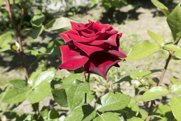 Hybrid Tea dark red rose 'Norita' flower.