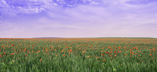 Poppy field under the purple sky. Unnatural color