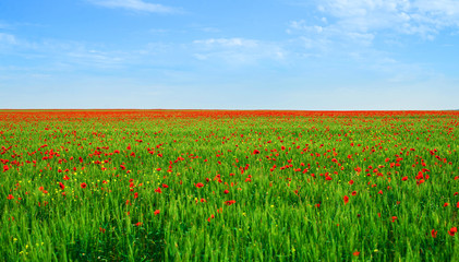 Large field with flowering poppies. Crimea, Russia