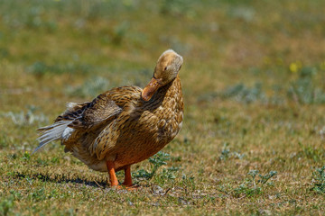 portrait of a domestic duck