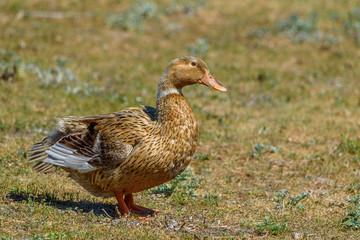 portrait of a domestic duck