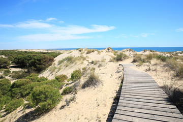 Fototapeta na wymiar Footpath in the Coto de Donana National Park, Province Huelva, Andalusia, Spain