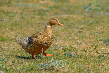 portrait of a domestic duck