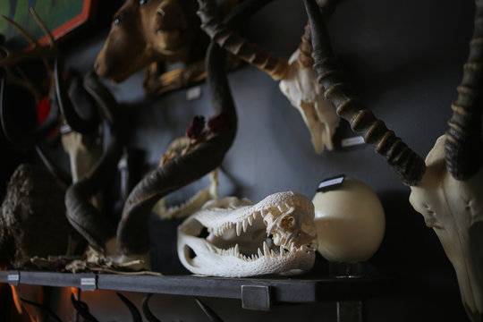 Animal Bones: Dead Animal Horror Oddities