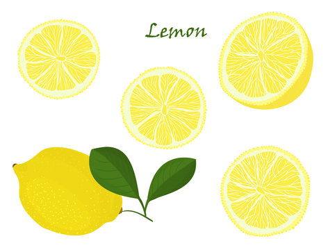 Set of yellow whole and chopped lemon Isolated on white background. Botanical drawing doodle art. Tropical Citrus Fruit pattern. Healthy food frame