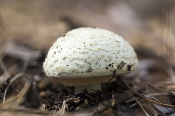 poisonous mushroom in the forest