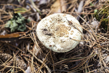 poisonous mushroom in the forest