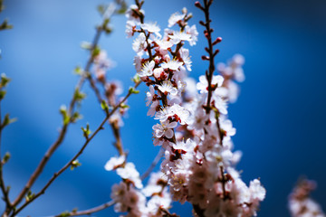blooming apricot on a background of a spring sky