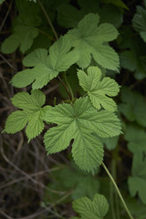 Humulus lupulus