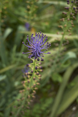 Muscari comosum