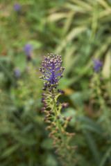 Muscari comosum