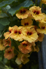 Obraz premium Tropaeolum majus