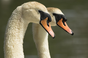 Fototapeta premium Mute Swan