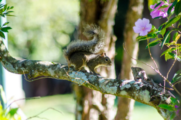 Beauties of our rich Brazilian fauna